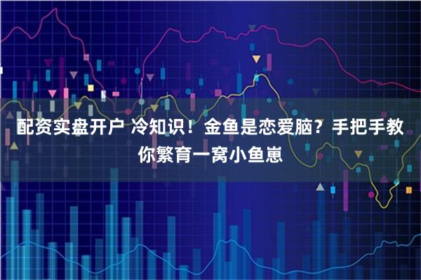 配资实盘开户 冷知识！金鱼是恋爱脑？手把手教你繁育一窝小鱼崽